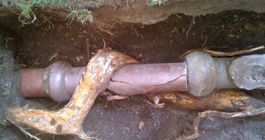 prevent tree root damage to pipes